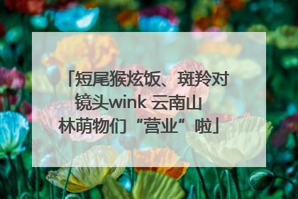 短尾猴炫饭、斑羚对镜头wink 云南山林萌物们“营业”啦