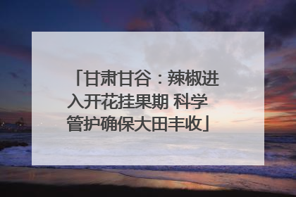 甘肃甘谷：辣椒进入开花挂果期 科学管护确保大田丰收
