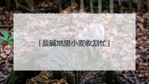 盐碱地里小麦收割忙