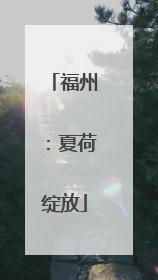 福州：夏荷绽放