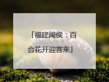 福建闽侯：百合花开迎客来