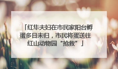 红隼夫妇在市民家阳台孵蛋多日未归，市民将蛋送往红山动物园“抢救”