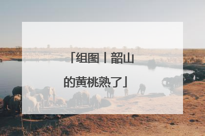 组图丨韶山的黄桃熟了