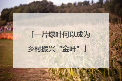 一片绿叶何以成为乡村振兴“金叶”