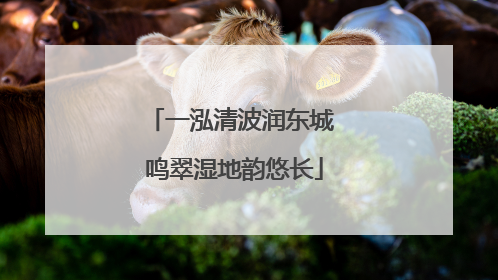 一泓清波润东城 鸣翠湿地韵悠长