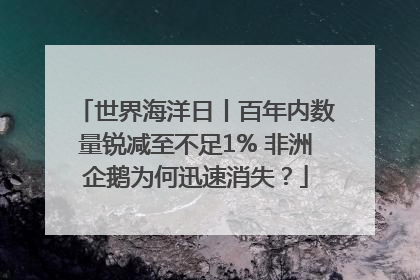 世界海洋日丨百年内数量锐减至不足1% 非洲企鹅为何迅速消失？