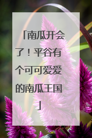 南瓜开会了！平谷有个可可爱爱的南瓜王国