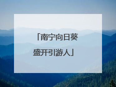 南宁向日葵盛开引游人