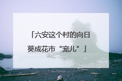 六安这个村的向日葵成花市“宠儿”
