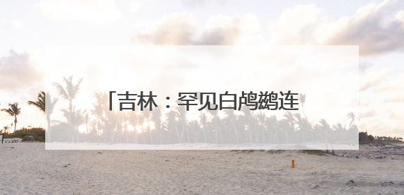 吉林：罕见白鸬鹚连续两年“故地重游”