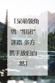 呆萌领角鸮“组团”迷路 多方携手放归自然