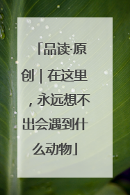 品读·原创｜在这里，永远想不出会遇到什么动物