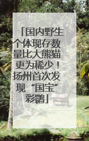 国内野生个体现存数量比大熊猫更为稀少！扬州首次发现“国宝”彩鹮