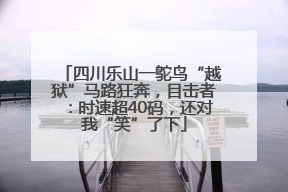 四川乐山一鸵鸟“越狱”马路狂奔,目击者:时速超40码,还对我“笑”了下