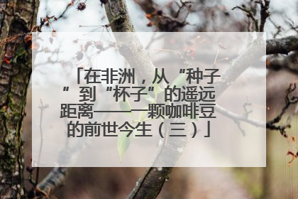 在非洲，从“种子”到“杯子”的遥远距离——一颗咖啡豆的前世今生（三）
