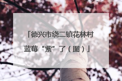 德兴市绕二镇花林村蓝莓“紫”了（图）