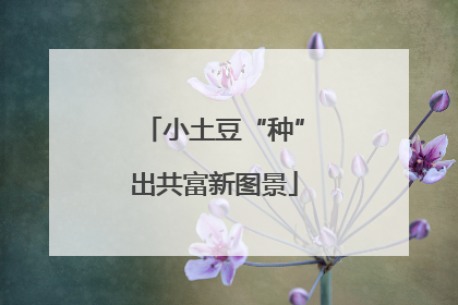 小土豆“种”出共富新图景
