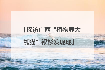 探访广西“植物界大熊猫”银杉发现地