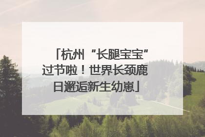 杭州“长腿宝宝”过节啦！世界长颈鹿日邂逅新生幼崽