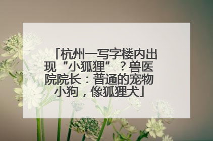 杭州一写字楼内出现“小狐狸”？兽医院院长：普通的宠物小狗，像狐狸犬