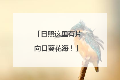 日照这里有片向日葵花海！