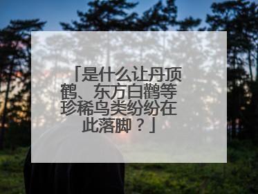 是什么让丹顶鹤、东方白鹳等珍稀鸟类纷纷在此落脚？