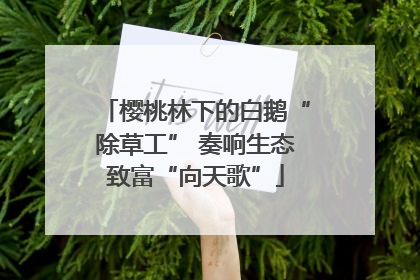 樱桃林下的白鹅“除草工” 奏响生态致富“向天歌”