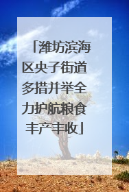 潍坊滨海区央子街道多措并举全力护航粮食丰产丰收