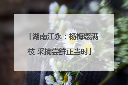 湖南江永：杨梅缀满枝 采摘尝鲜正当时