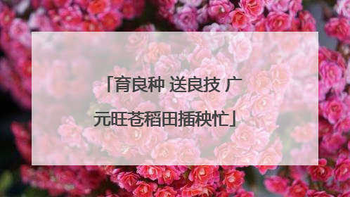 育良种 送良技 广元旺苍稻田插秧忙