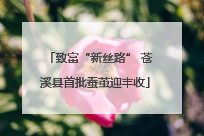 致富“新丝路” 苍溪县首批蚕茧迎丰收