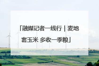融媒记者一线行｜麦地套玉米 多收一季粮