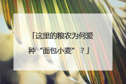 这里的粮农为何爱种“面包小麦”？
