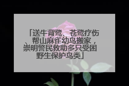 送牛背鹭、苍鹭疗伤、帮山麻雀幼鸟搬家，崇明警民救助多只受困野生保护鸟类