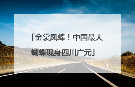 金裳凤蝶！中国最大蝴蝶现身四川广元