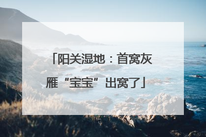 阳关湿地：首窝灰雁“宝宝”出窝了
