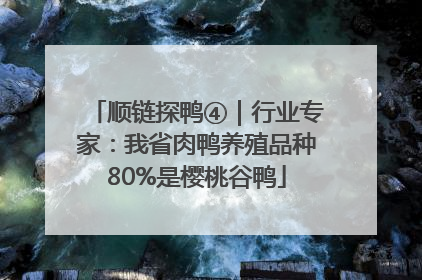 顺链探鸭④｜行业专家：我省肉鸭养殖品种80%是樱桃谷鸭