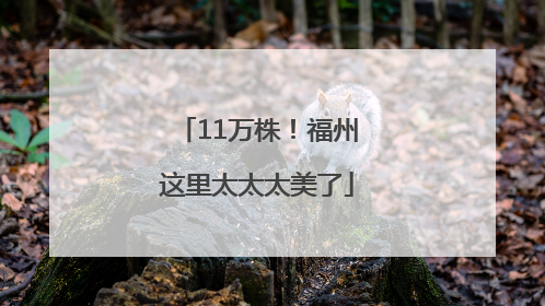 11万株！福州这里太太太美了