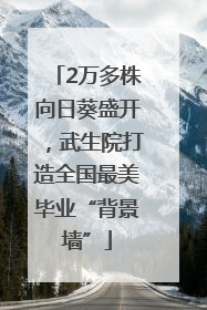 2万多株向日葵盛开，武生院打造全国最美毕业“背景墙”